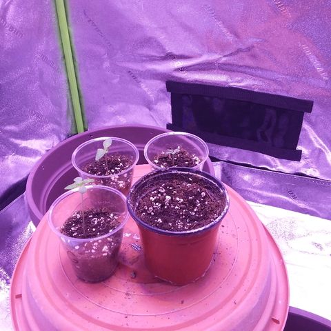 Unknown strain growlog timeline photo