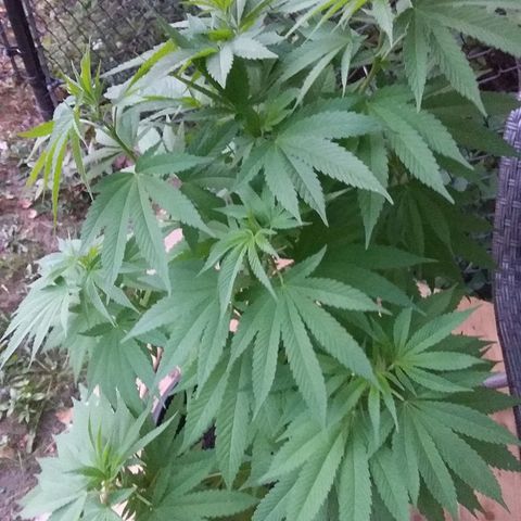 Unknown strain growlog timeline photo