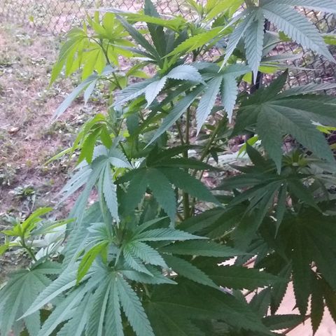Unknown strain growlog timeline photo