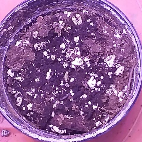 Unknown strain growlog timeline photo