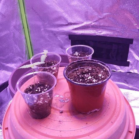 Unknown strain growlog photo: Back right seedling is stuggling hardly no grouth this week