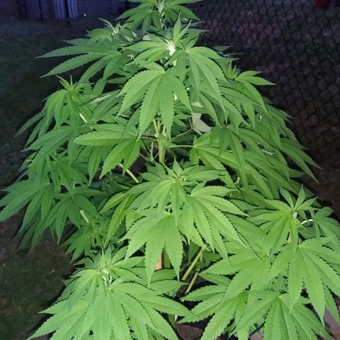 Unknown strain growlog timeline photo