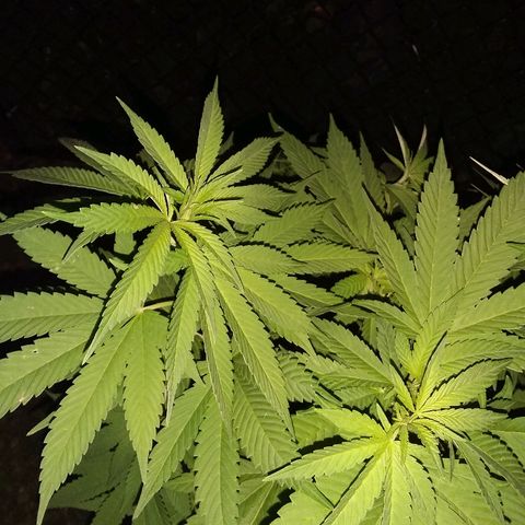 Unknown strain growlog timeline photo