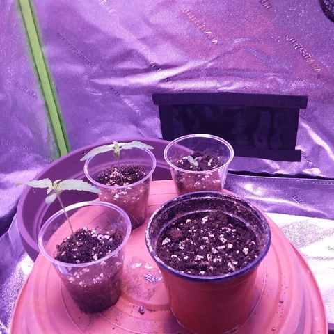Unknown strain growlog timeline photo