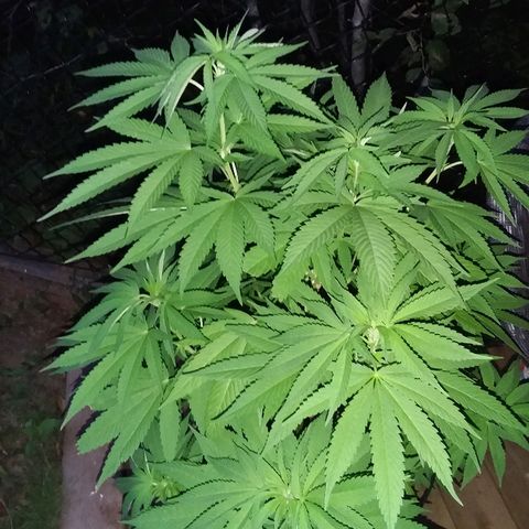 Unknown strain growlog timeline photo