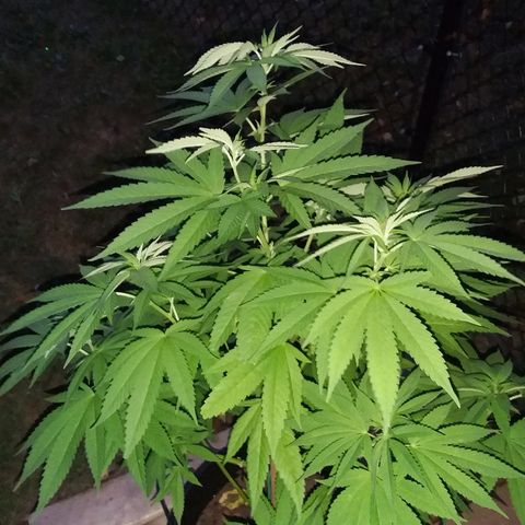 Unknown strain growlog timeline photo