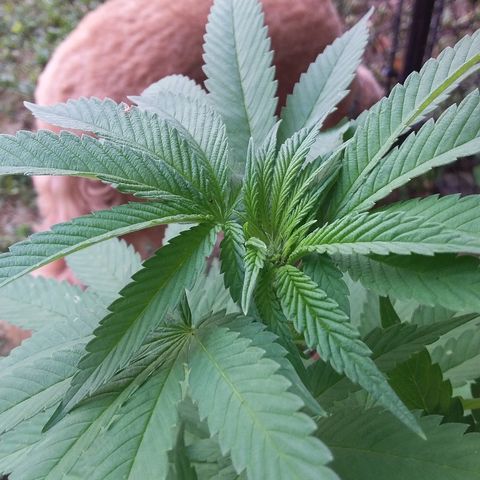 Unknown strain growlog timeline photo