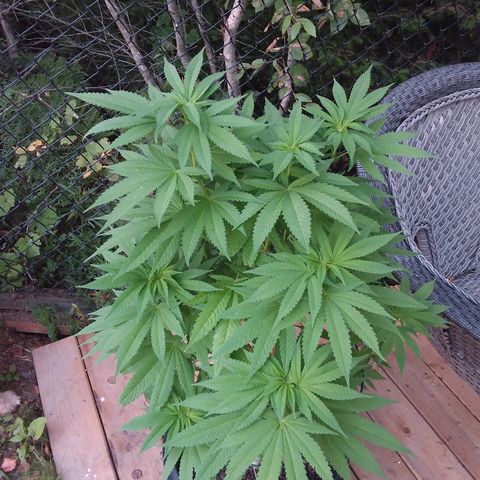 Unknown strain growlog timeline photo