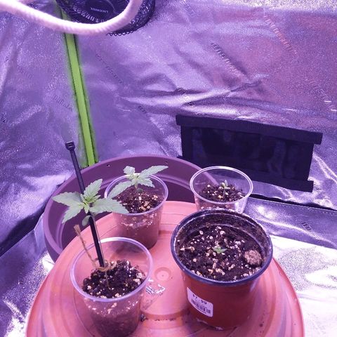 Unknown strain growlog timeline photo