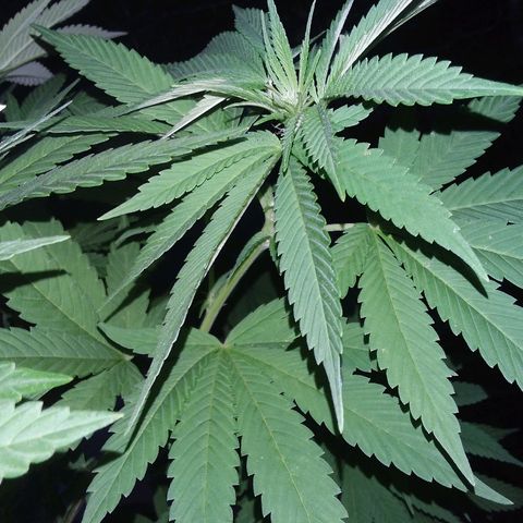 Unknown strain growlog timeline photo