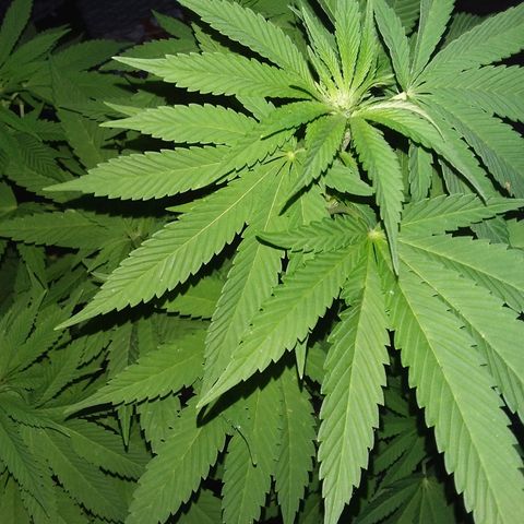 Unknown strain growlog timeline photo