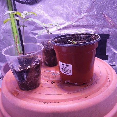 Unknown strain growlog timeline photo