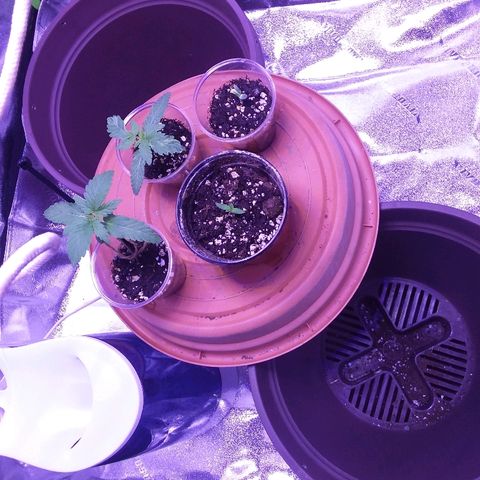 Unknown strain growlog timeline photo