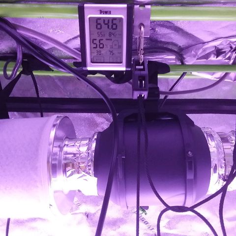 Unknown strain growlog timeline photo