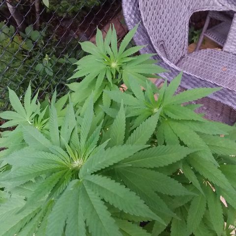 Unknown strain growlog timeline photo
