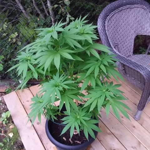 Unknown strain growlog timeline photo
