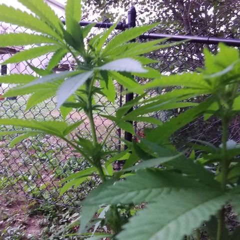 Unknown strain growlog timeline photo