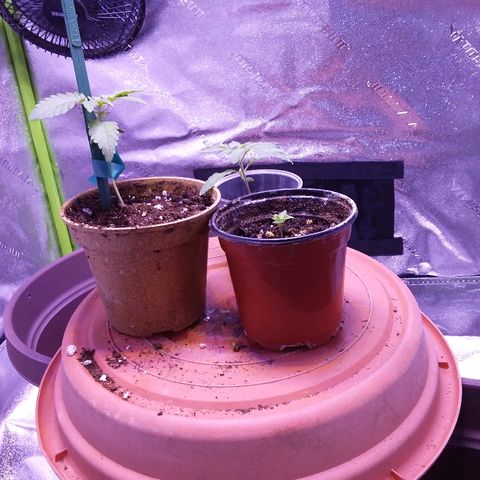 Unknown strain growlog timeline photo