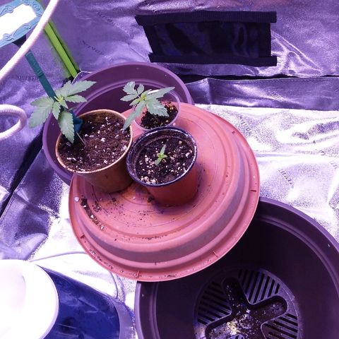 Unknown strain growlog timeline photo