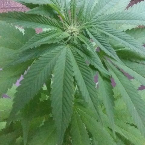 Unknown strain growlog timeline photo