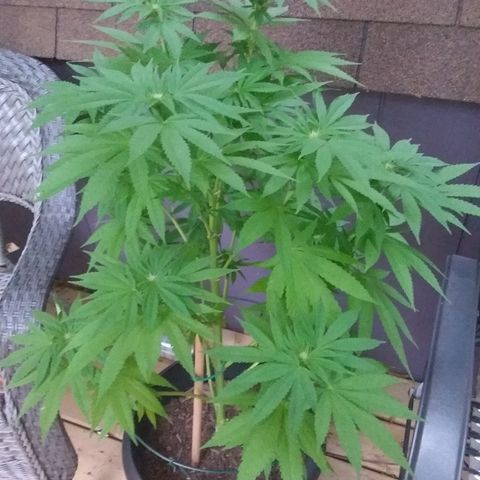 Unknown strain growlog timeline photo
