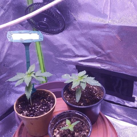 Unknown strain growlog timeline photo