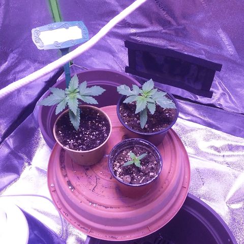 Unknown strain growlog timeline photo