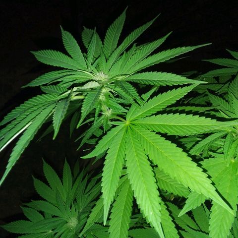 Unknown strain growlog timeline photo