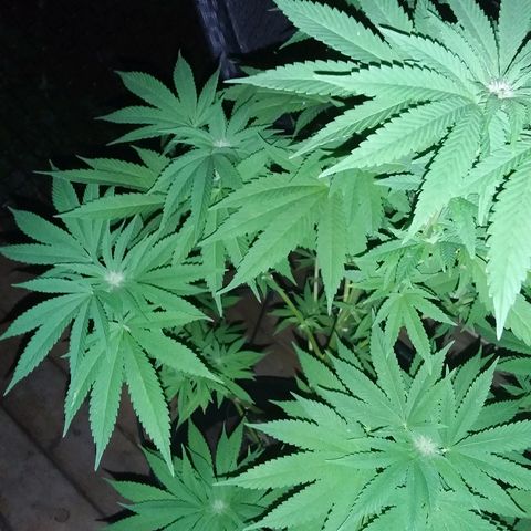 Unknown strain growlog timeline photo
