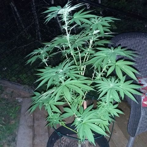 Unknown strain growlog timeline photo