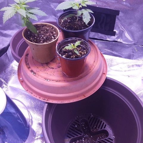 Unknown strain growlog timeline photo