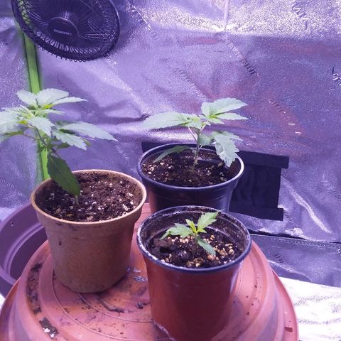 Unknown strain growlog timeline photo