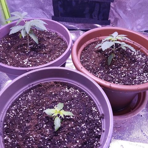 Unknown strain growlog timeline photo