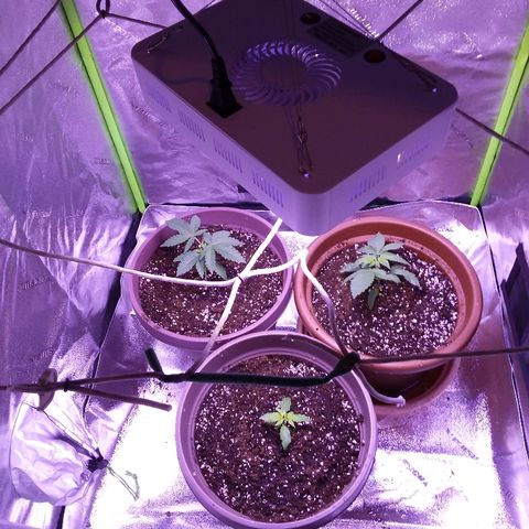 Unknown strain growlog timeline photo