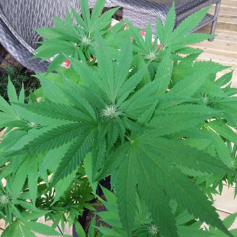 Unknown strain growlog timeline photo