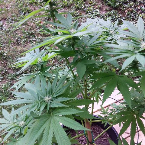 Unknown strain growlog timeline photo
