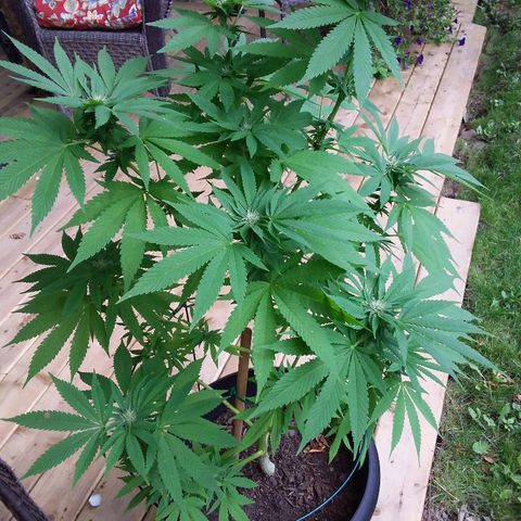 Unknown strain growlog timeline photo