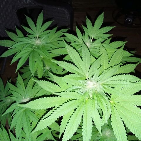 Unknown strain growlog timeline photo