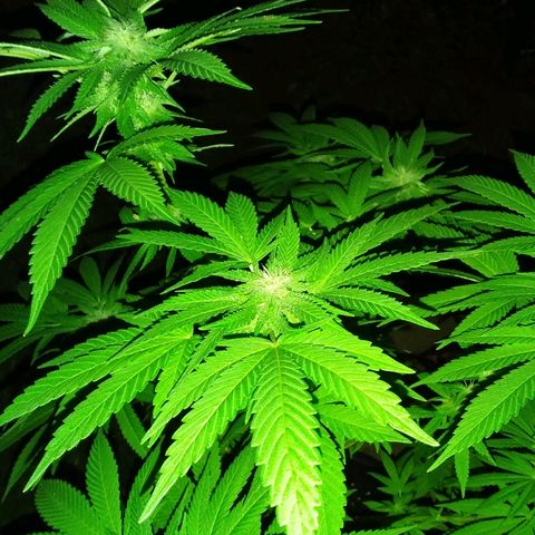 Unknown strain growlog timeline photo