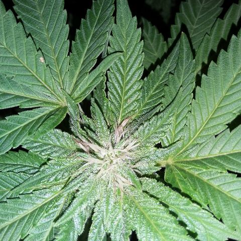 Unknown strain growlog timeline photo