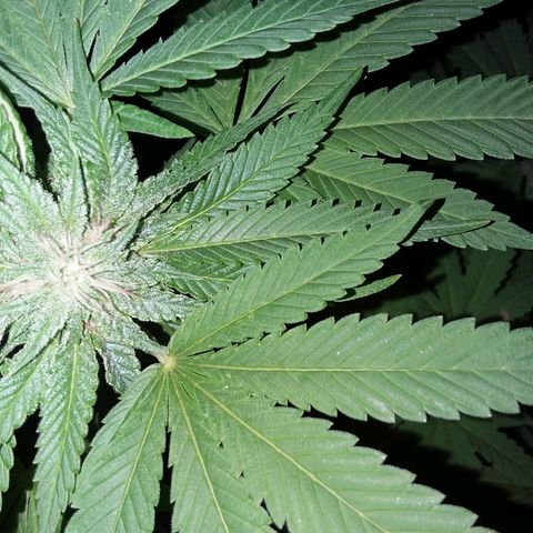 Unknown strain growlog timeline photo