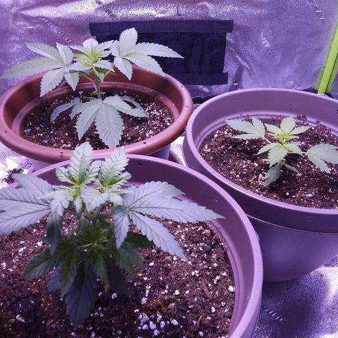Unknown strain growlog timeline photo