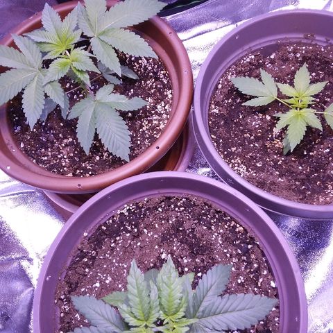 Unknown strain growlog timeline photo