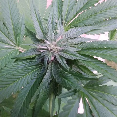 Unknown strain growlog timeline photo
