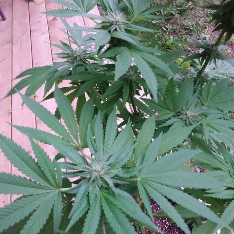 Unknown strain growlog timeline photo