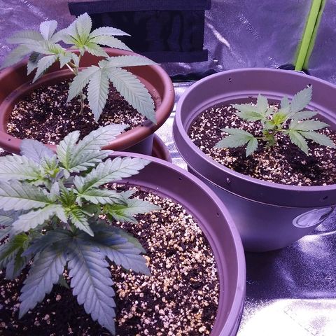 Unknown strain growlog timeline photo