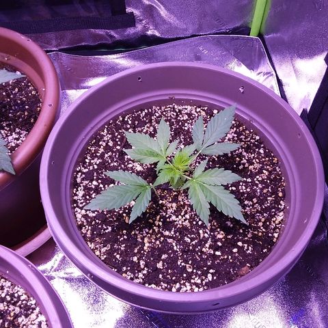 Unknown strain growlog timeline photo