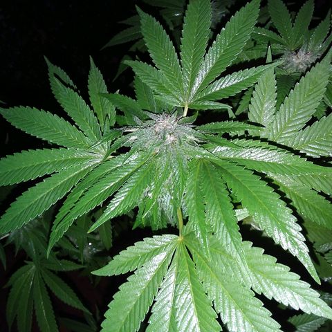 Unknown strain growlog timeline photo