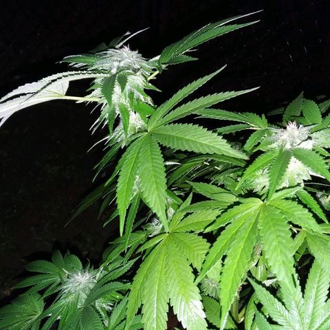 Unknown strain growlog timeline photo