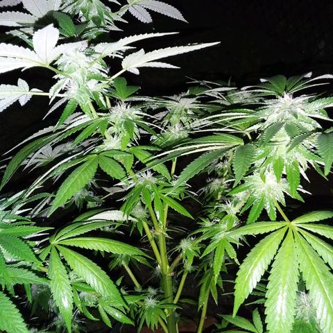 Unknown strain growlog timeline photo